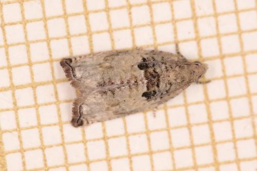Réf. 343 451 : Gypsonoma sp.